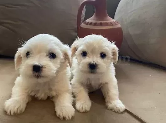Mini Boy Maltese Bebeklerimiz
