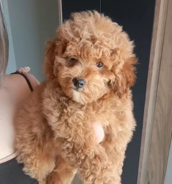Oyuncak Surat Mini Boy Poodle Bebeğim