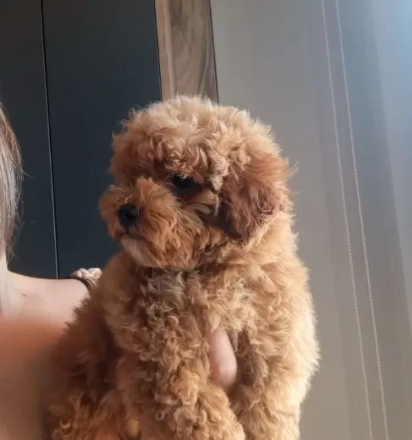 Oyuncak Surat Mini Boy Poodle Bebeğim