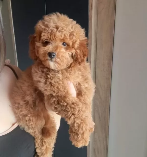 Oyuncak Surat Mini Boy Poodle Bebeğim