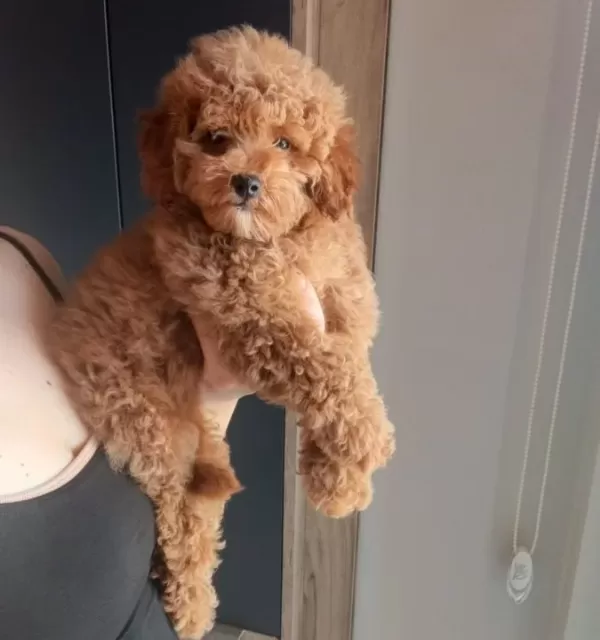 Oyuncak Surat Mini Boy Poodle Bebeğim