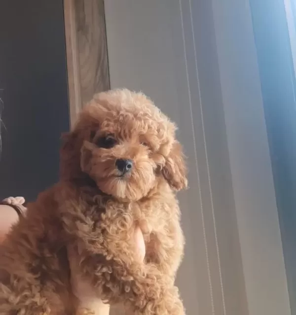 Oyuncak Surat Mini Boy Poodle Bebeğim
