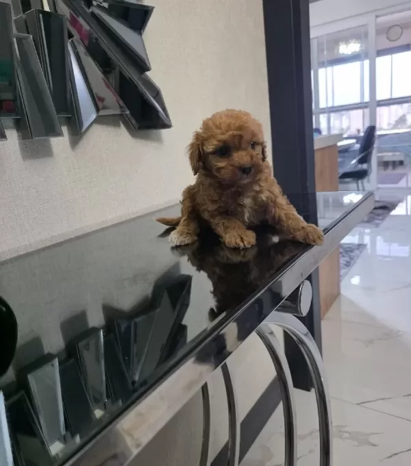 Minyatür Minnaklarım Teslime Hazır