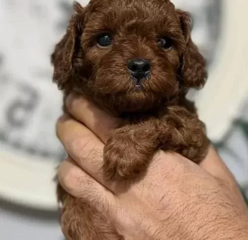 Kore Teacup Yavrularımız