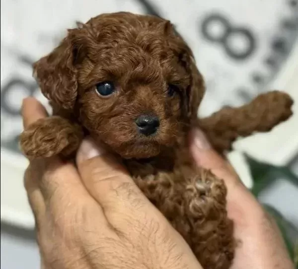 Kore Teacup Yavrularımız