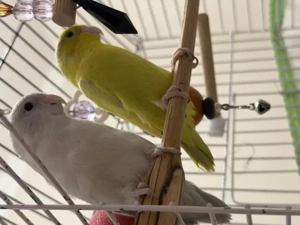 Harika Forpus Papağanları