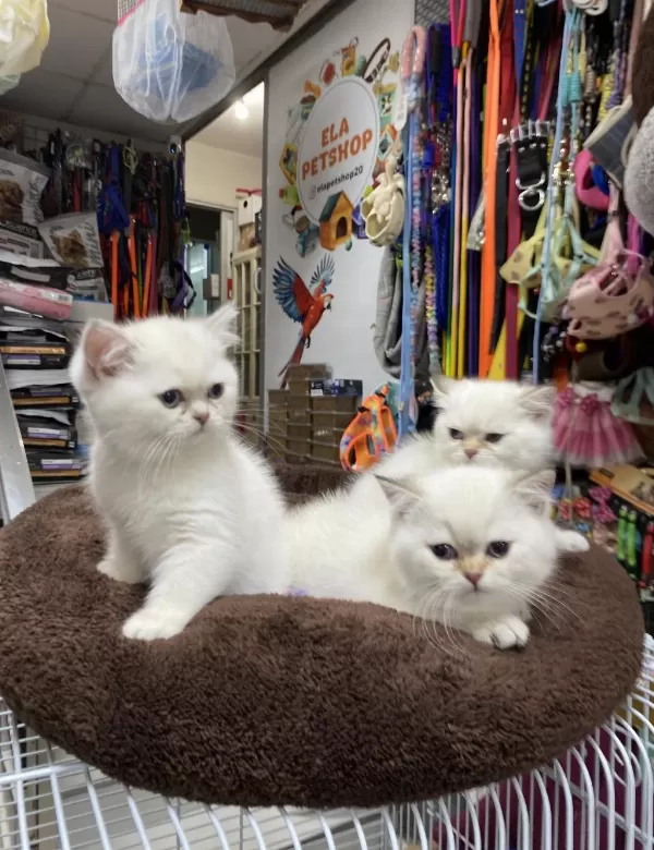 Çok Özel British Shorthair Yavrularimiz