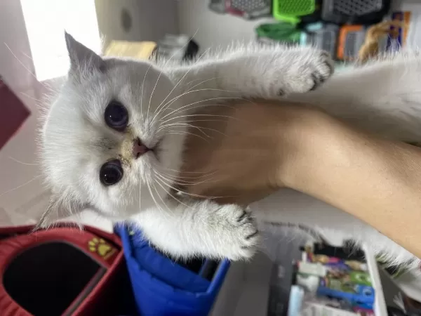Çok Özel British Shorthair Yavrularimiz