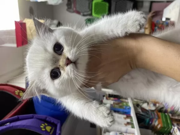 Çok Özel British Shorthair Yavrularimiz