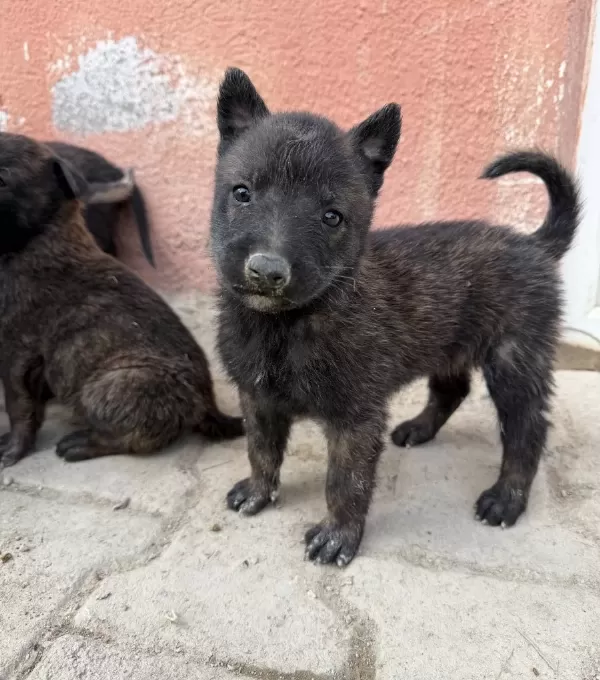 Irk Ve Sağlık Garantili Belçika Yavrularımız