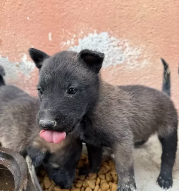 Irk Ve Sağlık Garantili Belçika Yavrularımız
