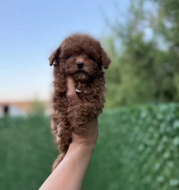 Aşili Karneli Toypoodle Yavrularimiz