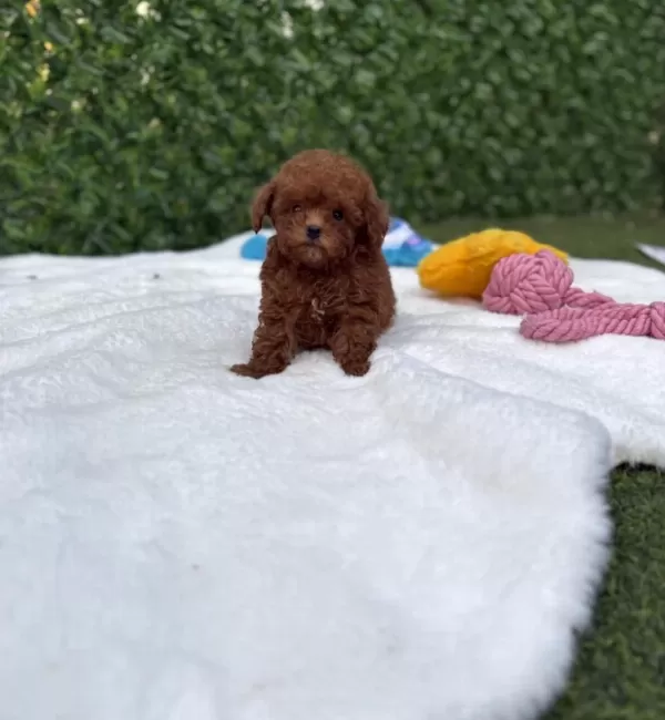 Toypoodle Yavrularimiz