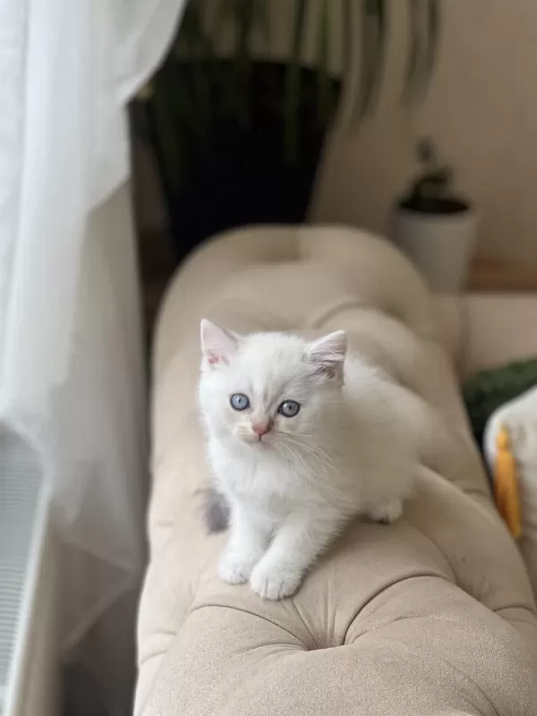 Harika Güzellikte British Shorthair Yavrular