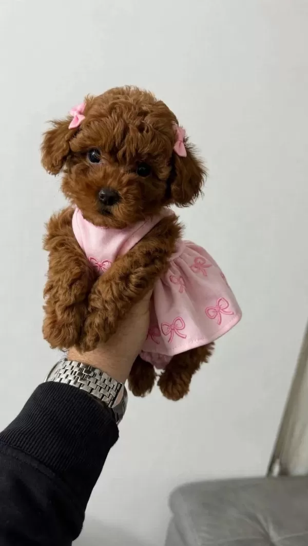 Ruhsatli Köpek Çiftliğinden Toypoodle Yavrularimiz