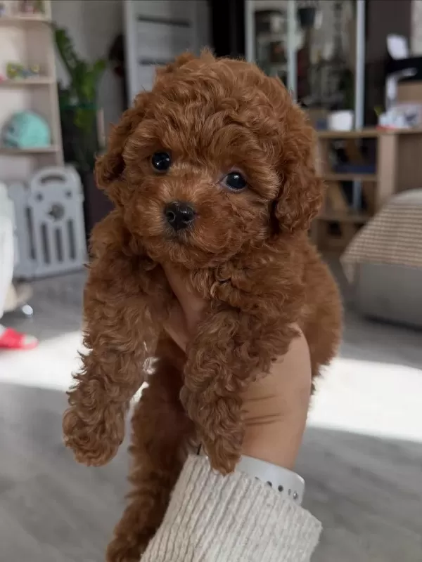 Sevimli Toypoodle Yavrularimiz