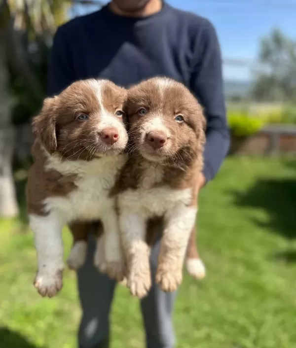 Akıllı Border Collie Yavrularımız