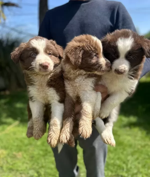 Akıllı Border Collie Yavrularımız