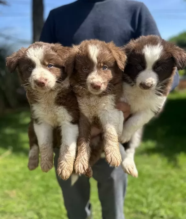 Akıllı Border Collie Yavrularımız