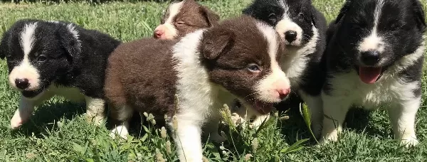 Border Collie Yavrularımız