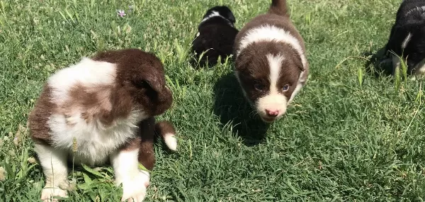 Border Collie Yavrularımız