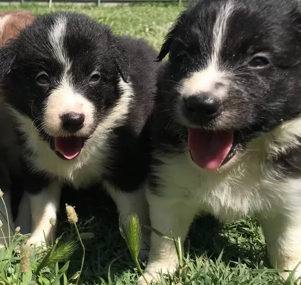 Border Collie Yavrularımız