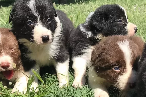 Border Collie Yavrularımız