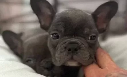 Saf Kali̇te Blue French Bulldog