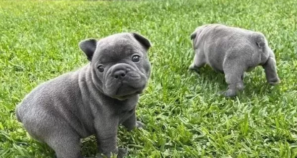 Üst Kali Te Blue French Bulldog Bebekler