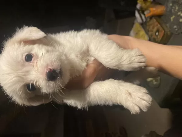 Terrier Yavrularimiz