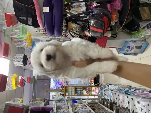 Terrier Yavrularimiz