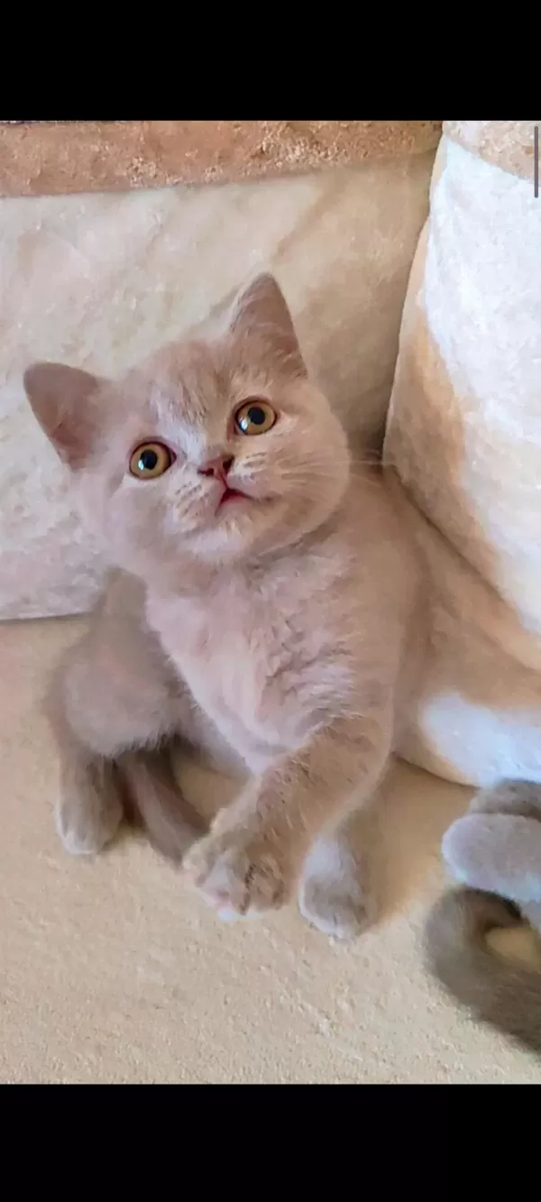 Şekerilinkoo Dişi Lilac Renk Kedimiz
