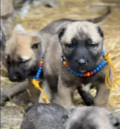 A A Kangal