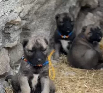 A A Kangal