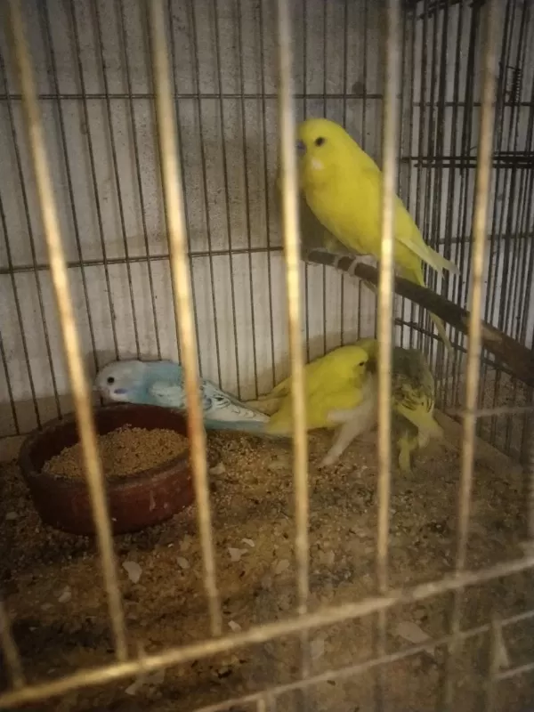 Her Renkyavru Muhabbet Kuşu Vardır