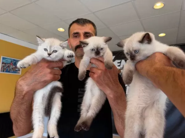 Scottish Strayt Yavrular Scottish Fold Yavrular