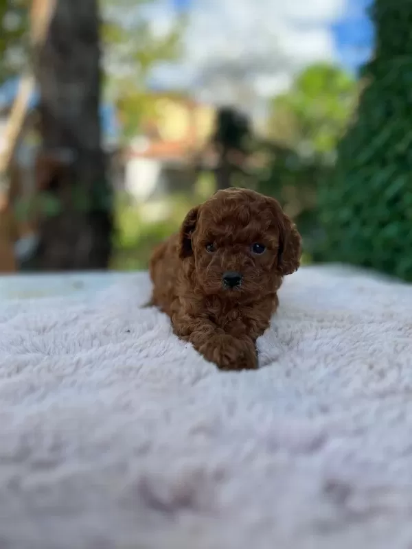 Poodle Pıvırcıklarımız Yeni Ailelerini Bekliyor