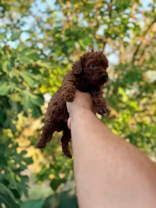 Poodle Pıvırcıklarımız Yeni Ailelerini Bekliyor
