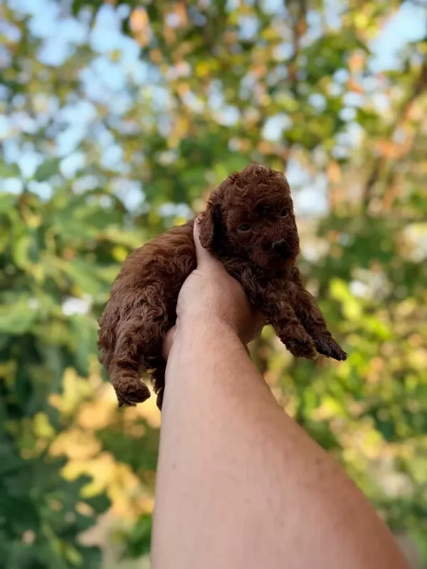 Poodle Pıvırcıklarımız Yeni Ailelerini Bekliyor