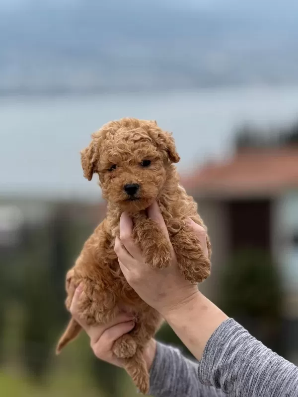 Krem Toy Poodle Yavrumuz Yeni Yuvasina Hazir