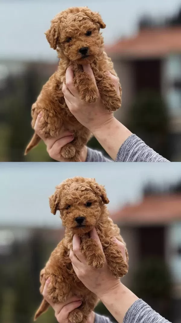 Krem Toy Poodle Yavrumuz Yeni Yuvasina Hazir