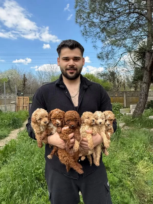 Krem Toy Poodle Yavrumuz Yeni Yuvasina Hazir