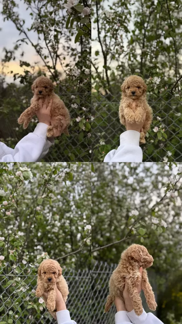 Krem Toy Poodle Yavrumuz Yeni Yuvasina Hazir