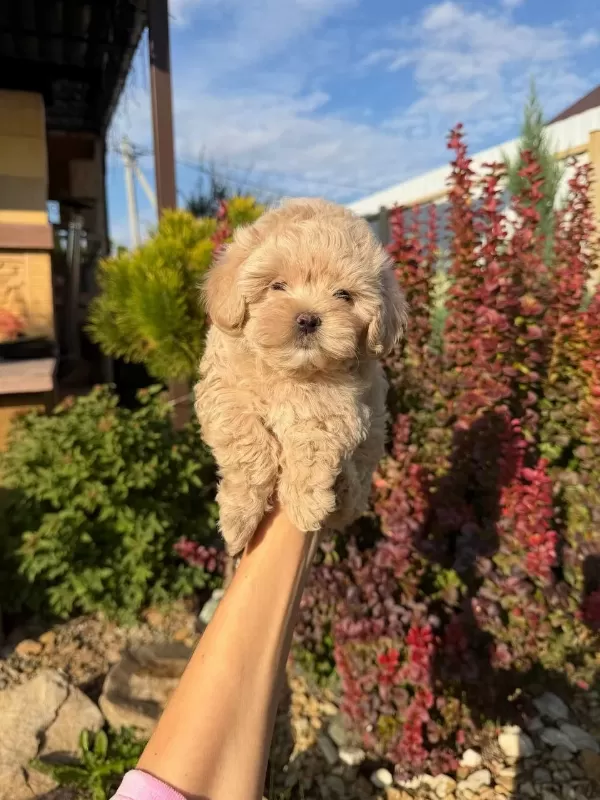 Maltipoo Yavrularımız