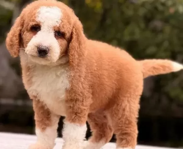 Labradoodle Yavrular