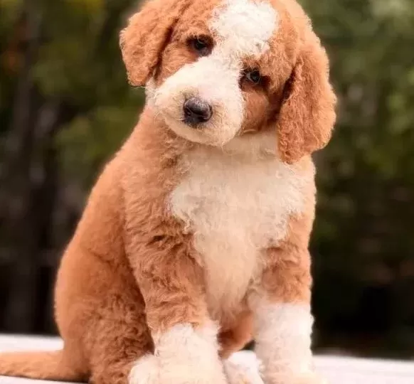 Labradoodle Yavrular