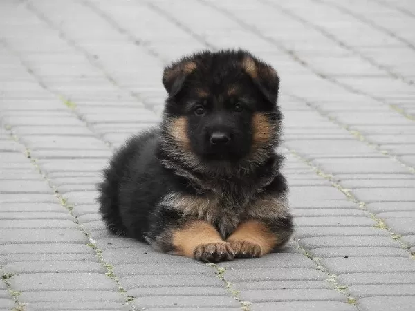 Alman Çoban Köpeği Yavrulari