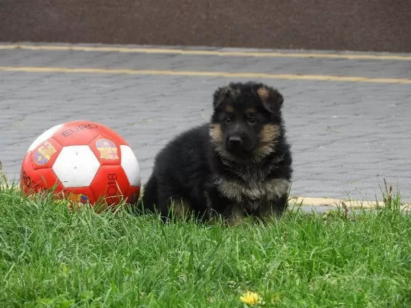 Alman Çoban Köpeği Yavrulari