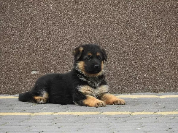 Alman Çoban Köpeği Yavrulari