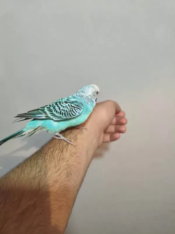 Acil Satılık Konuşan Muhabbet Kuşu